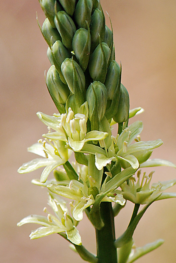 Loncomelos pyrenaicus / Latte di gallina a fiori giallastri